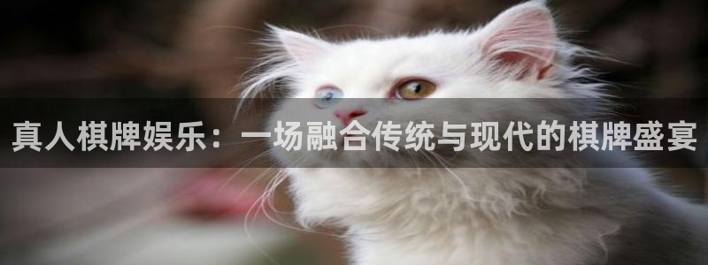 新航娱乐登录地址：真人棋牌娱乐：一场融合传统与现代的棋牌盛宴